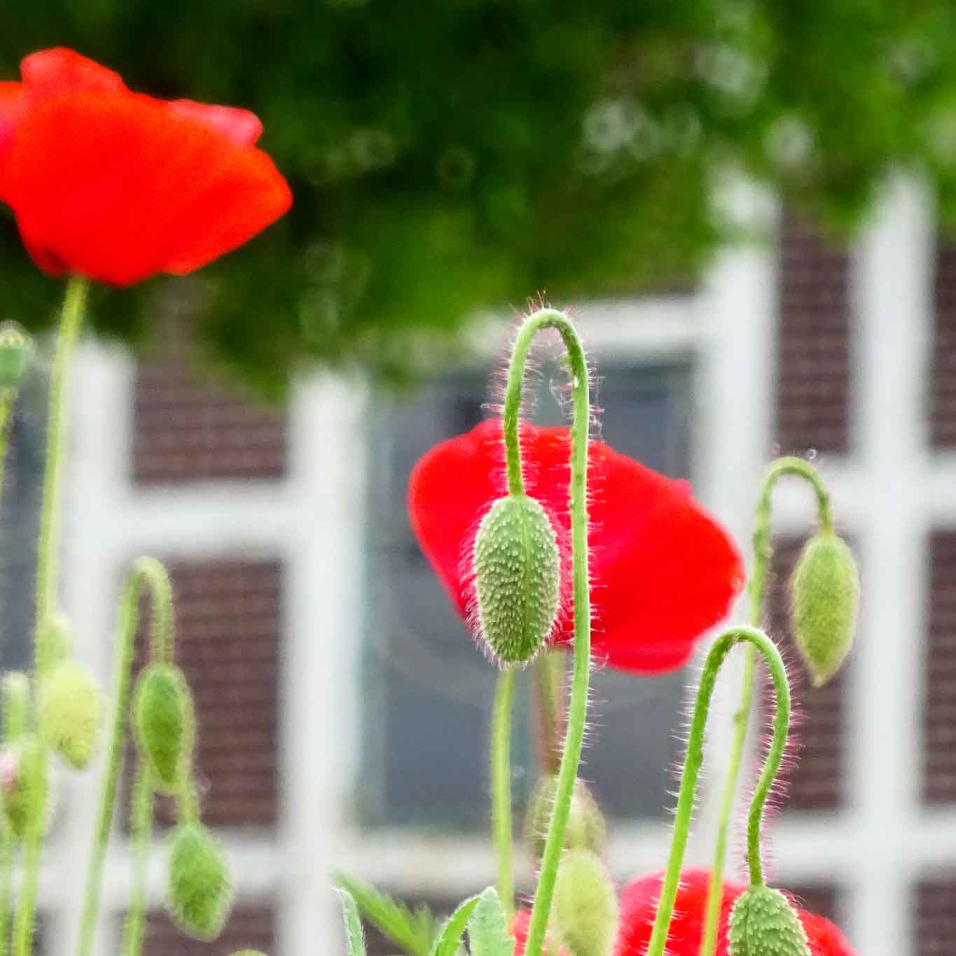 Klatschmohn ist ein Zeichen des beginnenden Sommers und ohne jegliche heilende Wirkung. Die bleibt seinen gehaltvollen Geschwistern vorbehalten.