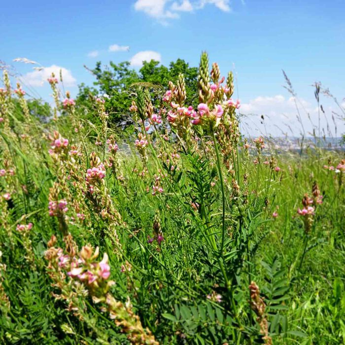 Das Geissrautenkraut (Galega officinalis L.) hat eine hypoglykämische Wirkung, die auf den Inhaltsstoff Galegin ein Guadin-Derivat zurückzuführen ist.