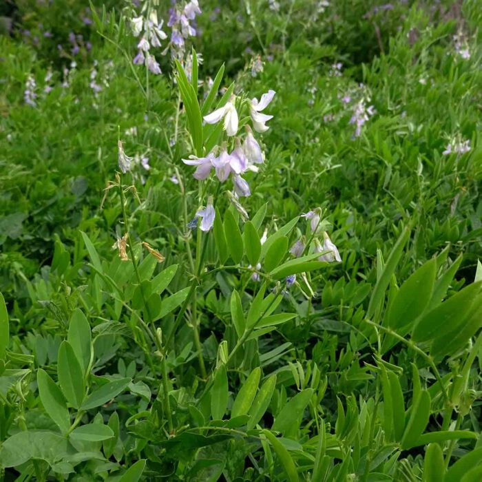 Zur Behandlung von Diabetes mellitus ist das Geissrautenkraut (Galega officinalis L.) nicht geeignet, trotz des Inhaltsstoffes Galegin der natürlichen Form des Metformins.