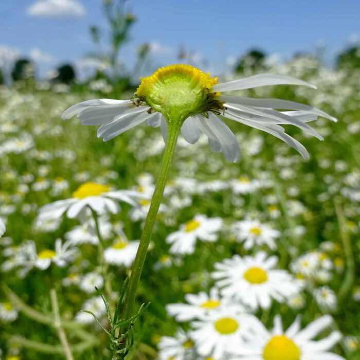 Das Blütenköpchen mit den Staubgefässen ist bei der Hundskamille eher platt. Ein untrügliches Zeichen, dass es sich nicht um die Echte Kamille handelt, ist der fehlende Hohlraum am Übergang zum Stiel.