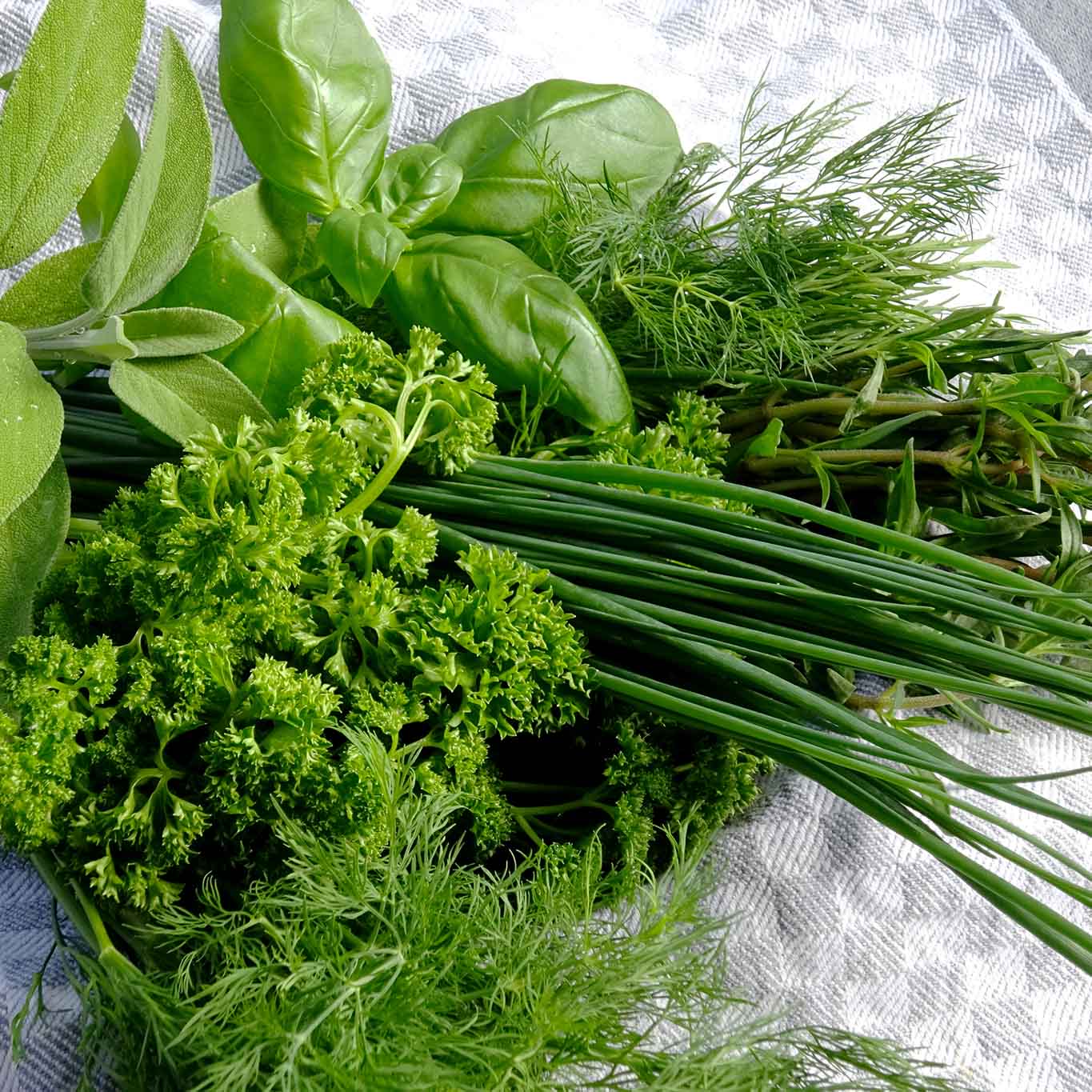 Frisch aus dem Garten kommen im Juni: Schnittlauch, Petersilie, Dill, Bohnenkraut, Basilikum und Salbei.