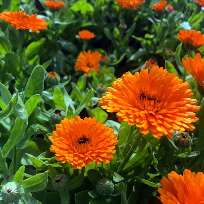 Ringelblumen sollten in keinem Garten fehlen. Ihre Aufzucht ist unkompliziert und die Pflege leicht. Neben Blumenschmuck kann sie für allerlei der Gesundheit zuträgliche Zubereitungen verwendet werden.
