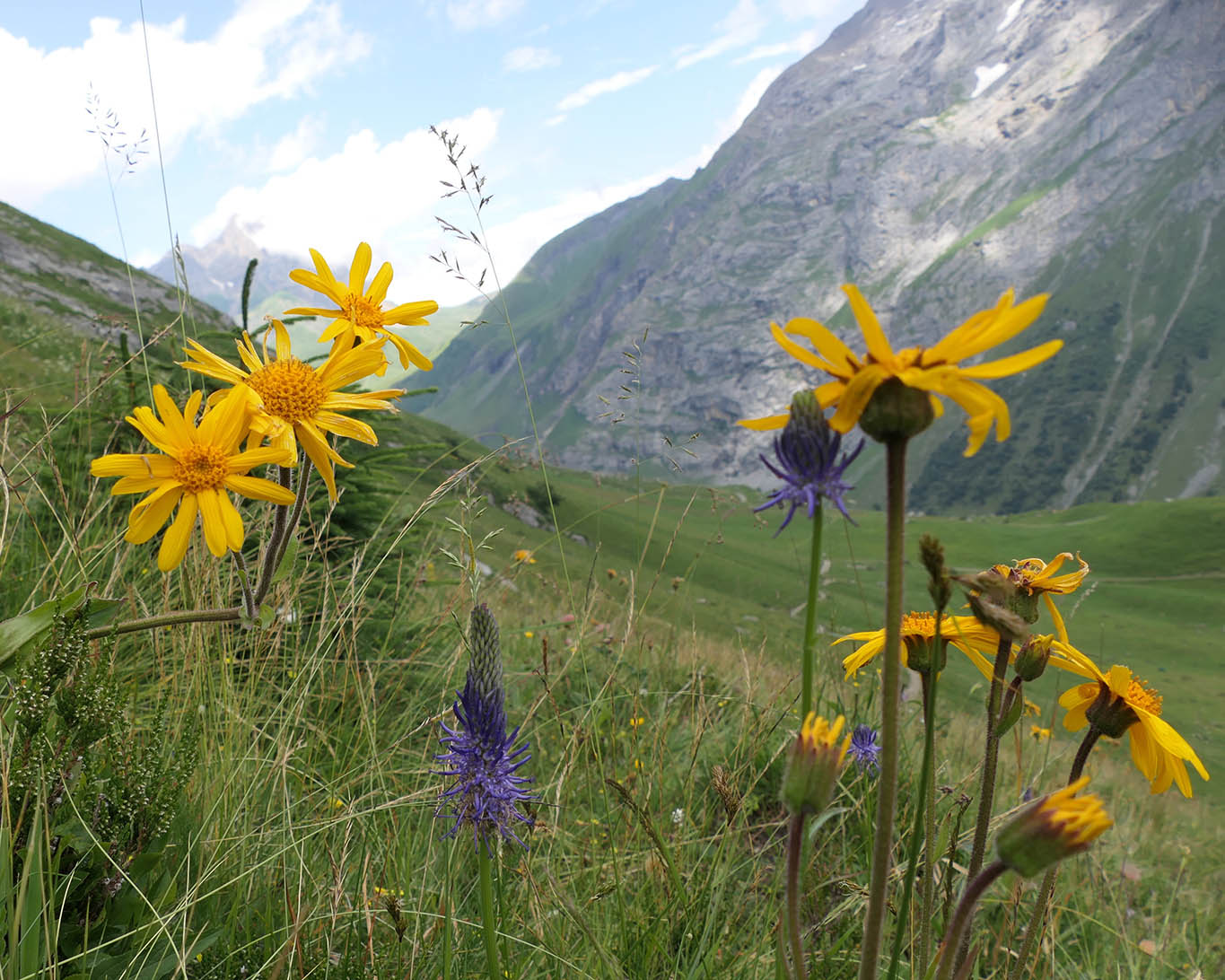 Abhängig vom Sonnenstand öffnen und schliessen sich die Blüten der Arnika.