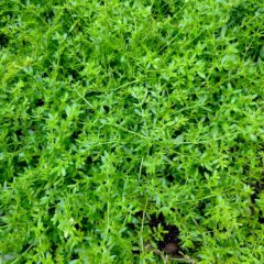 Das Kahle Bruchkraut (Herniaria glabra) ist ein bewährtes Heilkraut für den Bereich des Uro-Genital-Traktes.
