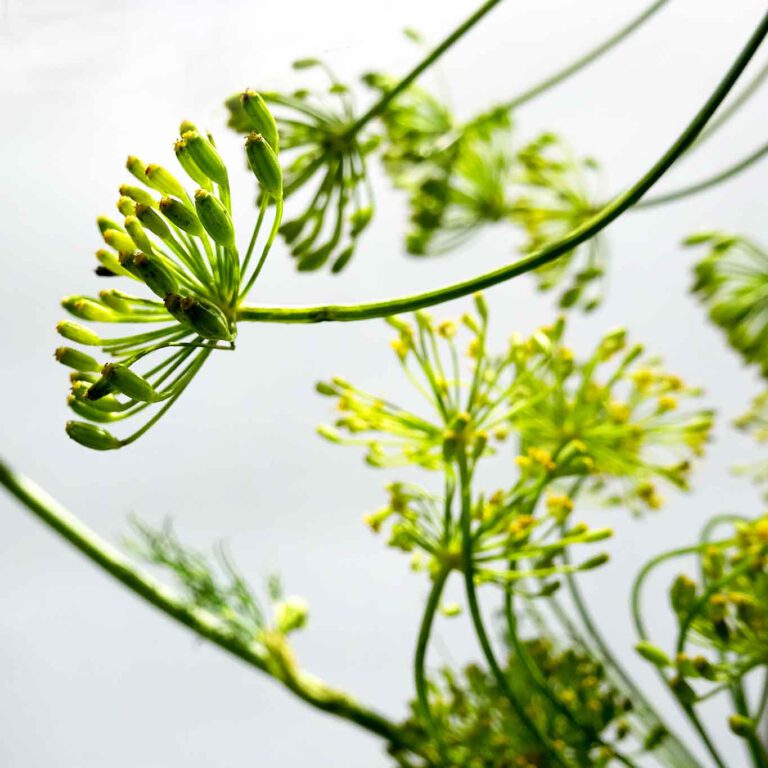 Dill – das sommerliche Würzkraut