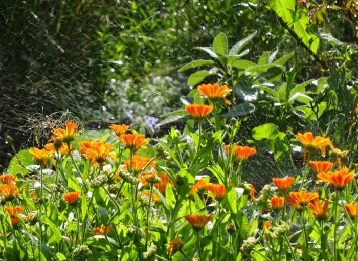 Gartenfreude und eine zuverlässige Heilerin ist die Ringelblume.