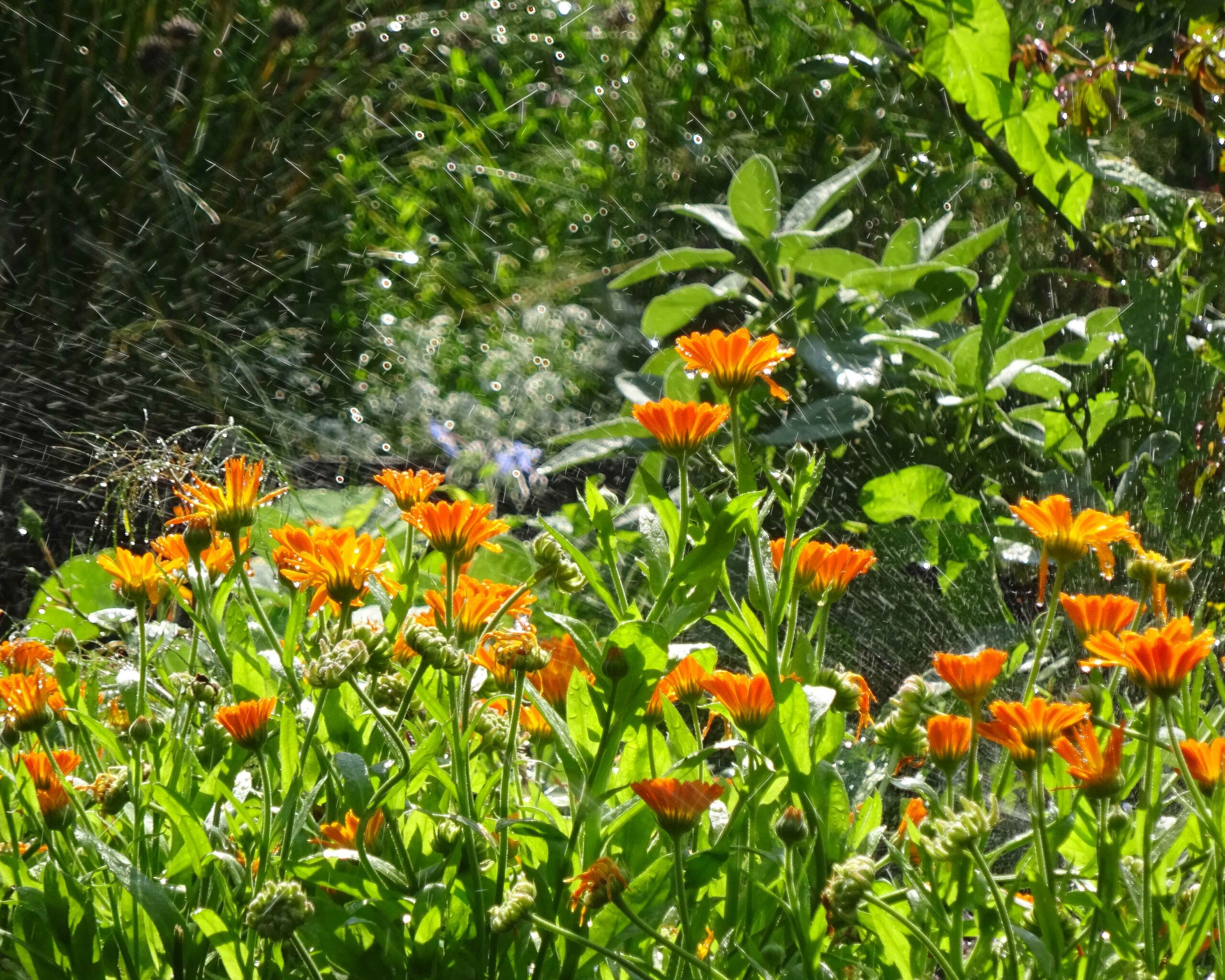 Haustee aus fünf Kräutern und der Ringelblume