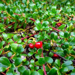 Die Bärentraube (Arctostaphylos uva-ursi) hat Blätter fürs Frauenwohl. Teezubereitungen aus den Bärentraubenblättern sind wirksam bei Harnwegsinfekten.