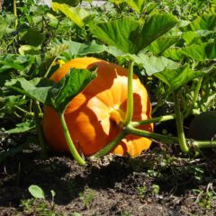 Der Kürbis (Cucurbita) tauge sehr wohl als Speise, meinte Hildegard von Bingen, weil er keine schlechten Säfte erzeuge.