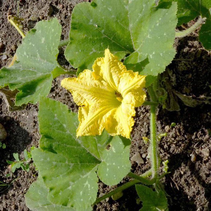 Die Blüten des Kürbis (Cucurbita) bilden fünfzackige Sterne. In der mediterranen Küche zieren sie Speisen und Salate.