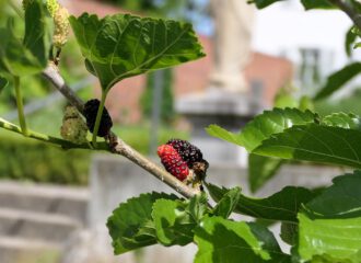 Leckere süsse Früchte des Maulbeerbaums, dessen Blätter Seidenspinnerraupen schmecken.