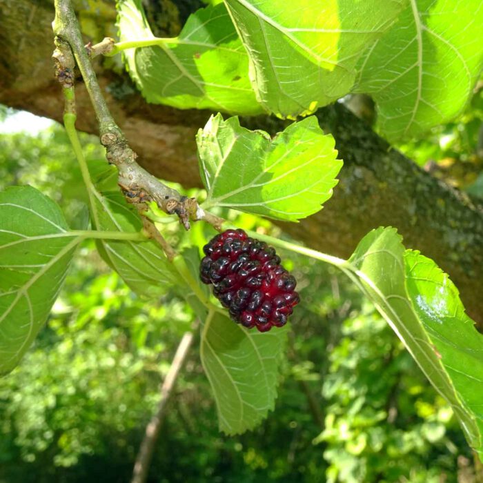 Für die Seidenraupen sind die Blätter als Futter interessant. Die Menschen interessiert das Naschwerk , die Früchte des Maulbeerbaumes.
