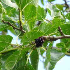 Die Blätter des Maulbeerbaums (Morus folium) sind eine vortreffliche Speise für Seidenraupen. Die süsslichen Früchte wecken die Begehrlichkeiten von alt und jung.