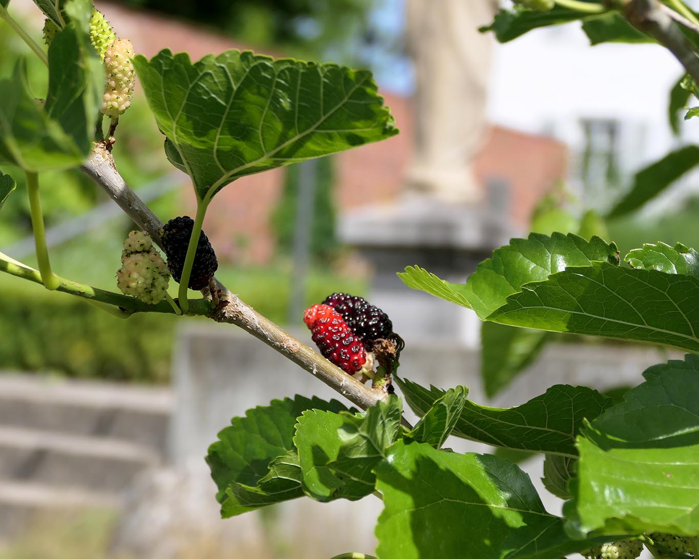 Leckere süsse Früchte des Maulbeerbaums, dessen Blätter Seidenspinnerraupen schmecken.