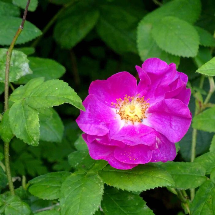 Rosa galicia