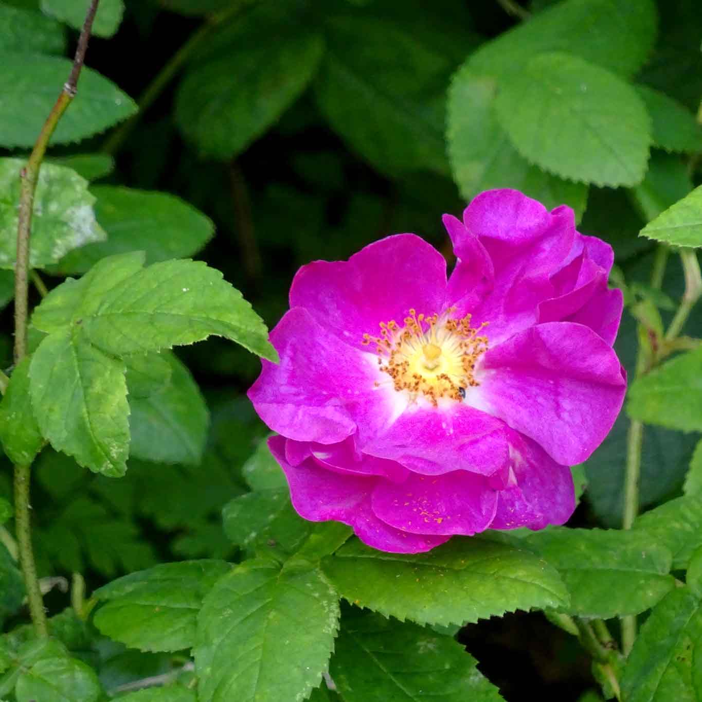 Rosa gallica