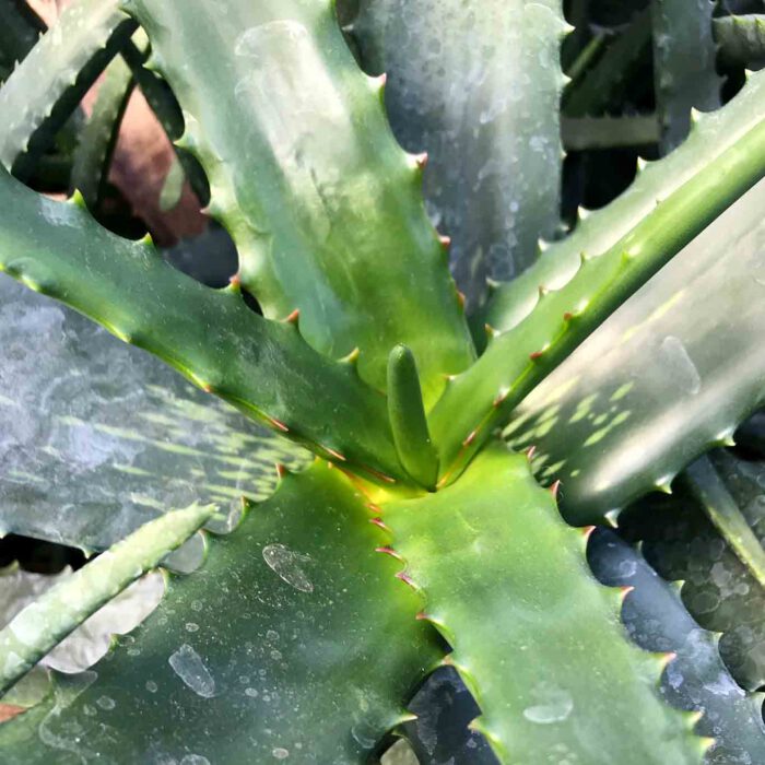 Die saftigen dicken Blätter des Aloe Vera finden vor allem in der Herstellung von kosmetischen Produkten Verwendung.