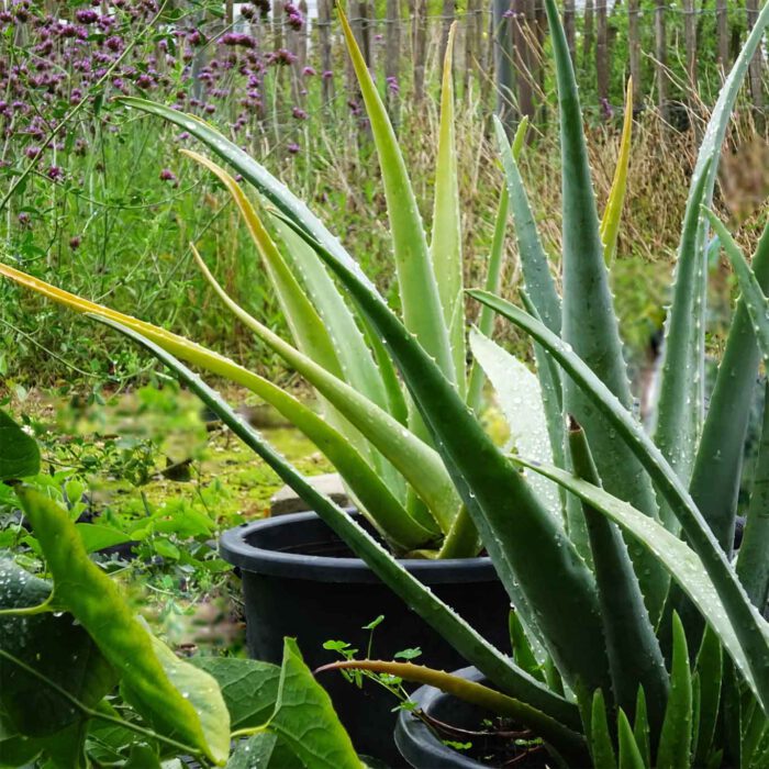 Zwischen den Beeten stehen Kübel mit Aloe Vera.