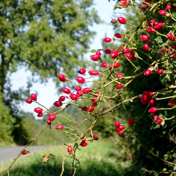 Noch sind die Blätter an den Bäumen. Die Hagebutten leuchten rot. Es ist Frühherbst.