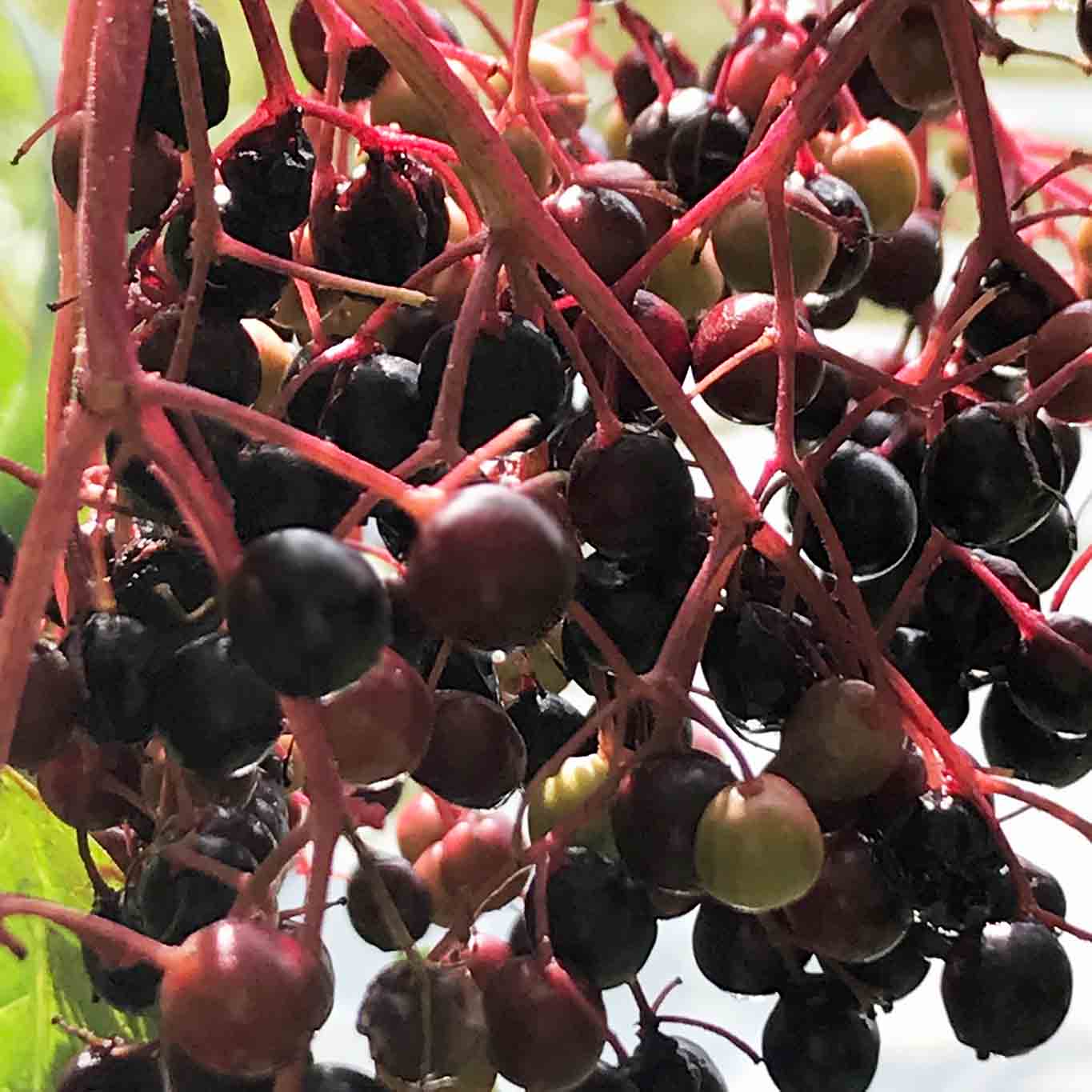 Holunderfrüchte im Detail bereits gereift