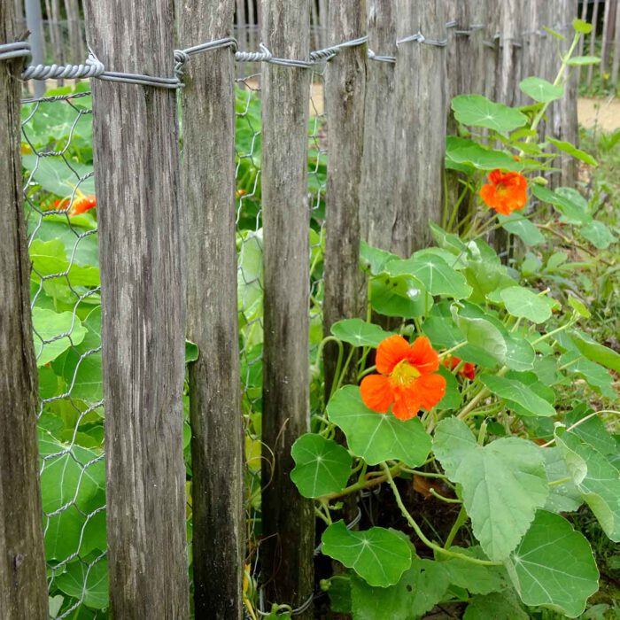 Die Kapuzinerkresse ist kaum zu halten. Sie wuchert durch den Gartenzaun.