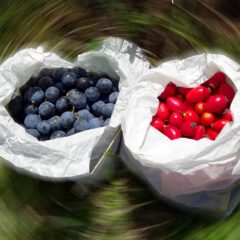 Die Kräuterernte ist im Monat Oktober nicht sehr ergiebig. Daher lohnt es sich die gesunden Früchte für den Wintervorrat ins Haus zu holen.