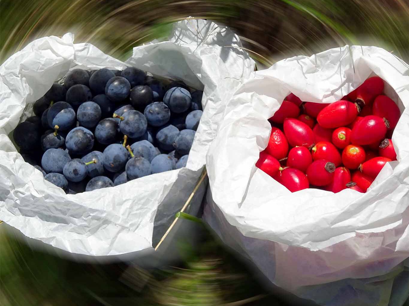 Die Kräuterernte ist im Monat Oktober nicht sehr ergiebig. Daher lohnt es sich die gesunden Früchte für den Wintervorrat ins Haus zu holen.