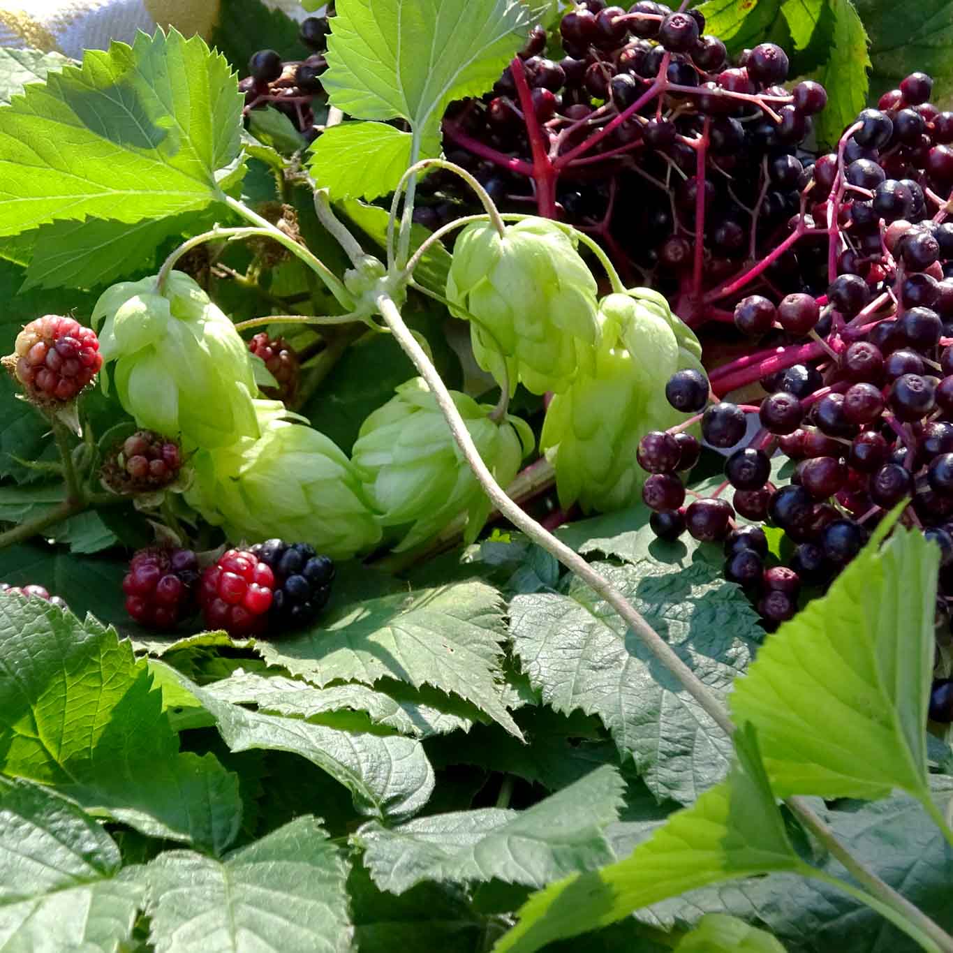 Im Kräutersammelkorb für den Monat September finden sich: Himbeerblätter, Brombeerblätter, Hopfen und Holunderbeeren.