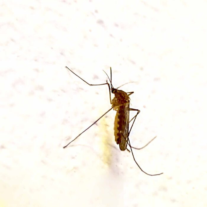 Mücken sind die Minimalisten unter den tierischen Plagegeistern. Sie sind blutrünstig. Ihr Summen ist nervtötend.