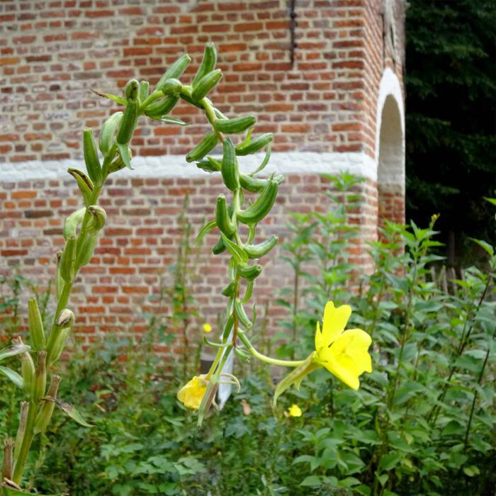 Tief verbeugt sich die Nachtkerze vor den Besuchern des Heilpflanzengartens.