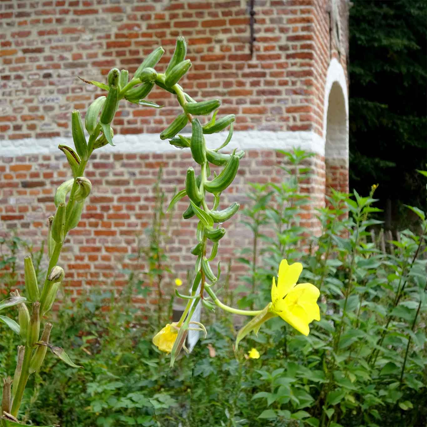 Tief verbeugt sich die Nachtkerze vor den Besuchern des Heilpflanzengartens.