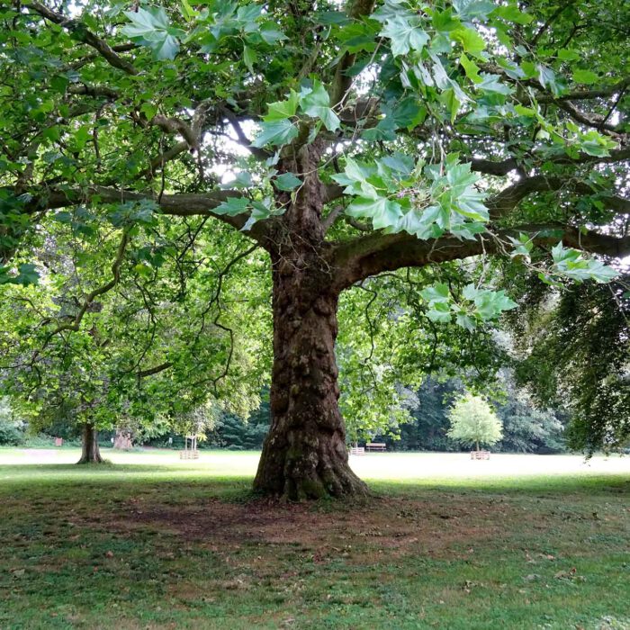 Platane mit Schatten im Park Abbaye du Val Dieu