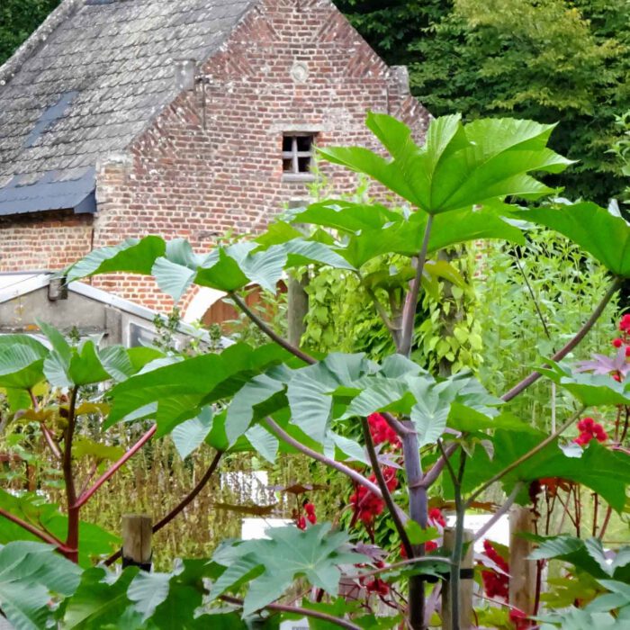 Der Rhizinus verdeckt die Sicht auf das Pesthaus der Abdji Postel.