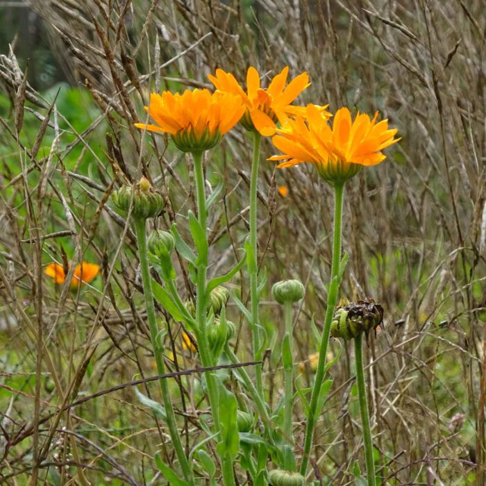 Ringelblumen sind das Nonplusultra eines jeden Heilpflanzengartens.