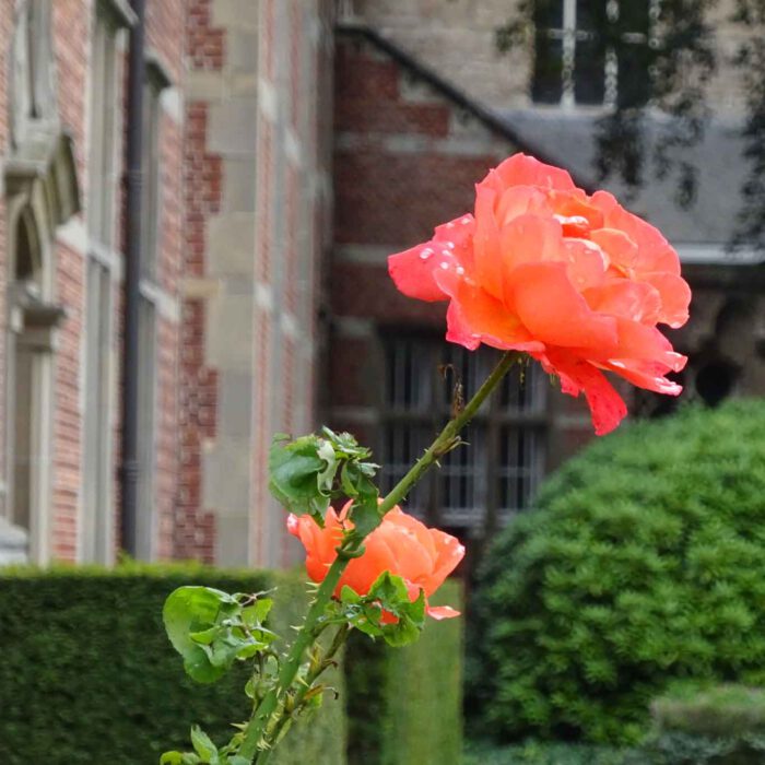 Eine der letzten Rosen des Spätsommers im Park der Abdji Postel.