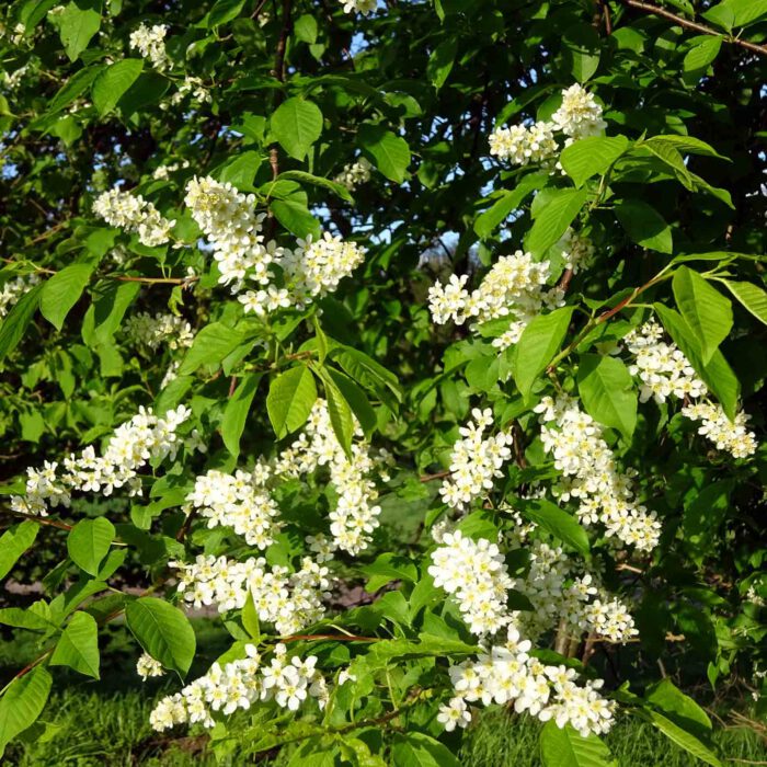Die imposanten weissen Blüten des Traubenkirschen-Strauches werden oft dem Faulbaum zugeordnet. Dessen Blüten sind aber nicht so prächtig.