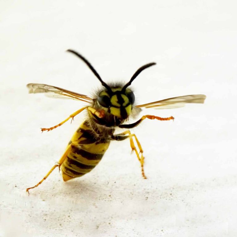 Angst und Schrecken auf den Terrassen: Wespen