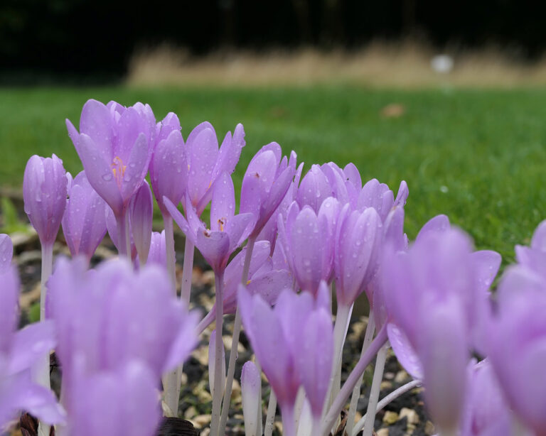 Herbstzeitlose werden die im Herbst blühenden Krokusse genannt. Sie sind keine Boten des Frühlings. Ihr fahles Violett ist ein Hinweis auf die fatal wirkenden Inhaltsstoffe.