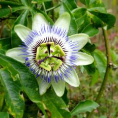 Die Blütenteile der Passionsblumenblüte sollen die Marterwerkzeuge der Passion Christi versinnbildlichen.