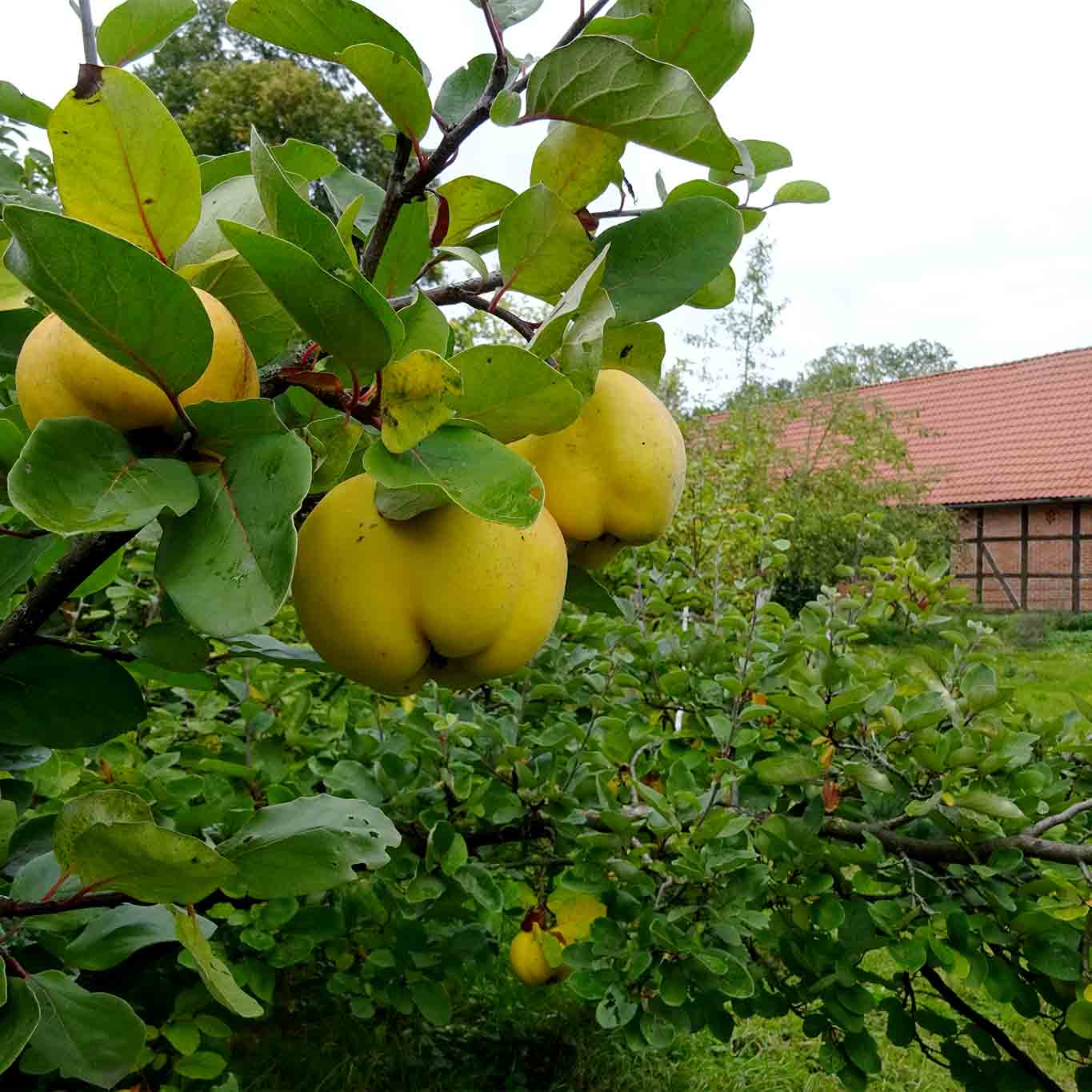 Quitten sind das typische Bauernobst. Ewig haltbar, vielfältig verwendbar, zu aufwändig in der Verarbeitung für Stadtmenschen.