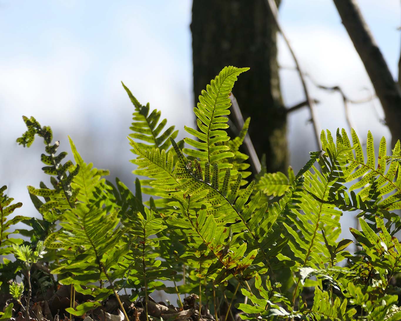 Ein immergrünes Farn, dessen Wurzeln süss schmecken ist das Tüpfelfarn.