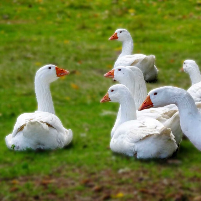 Gänse in freudiger Erwartung des Martinstag und der Weihnachtsfeiertage.
