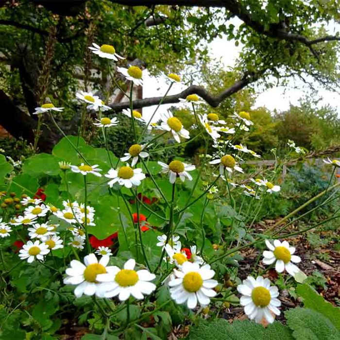 Blühendes Balsamkraut im Klostergarten Mariensee