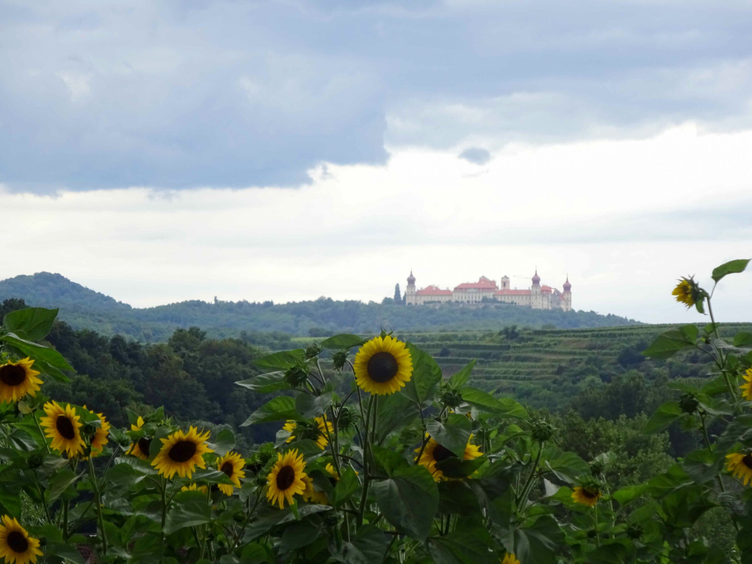 Blick auf Stift Göttweig aus Richtung Osten aus den Weinbergen.
