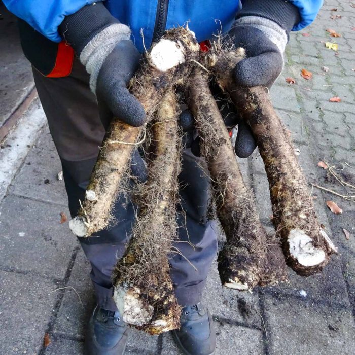 Das sind die Stangen des Meerrettichs, wenn sie von den Nebenwurzeln, dem Kopf und der Erde befreit sind.