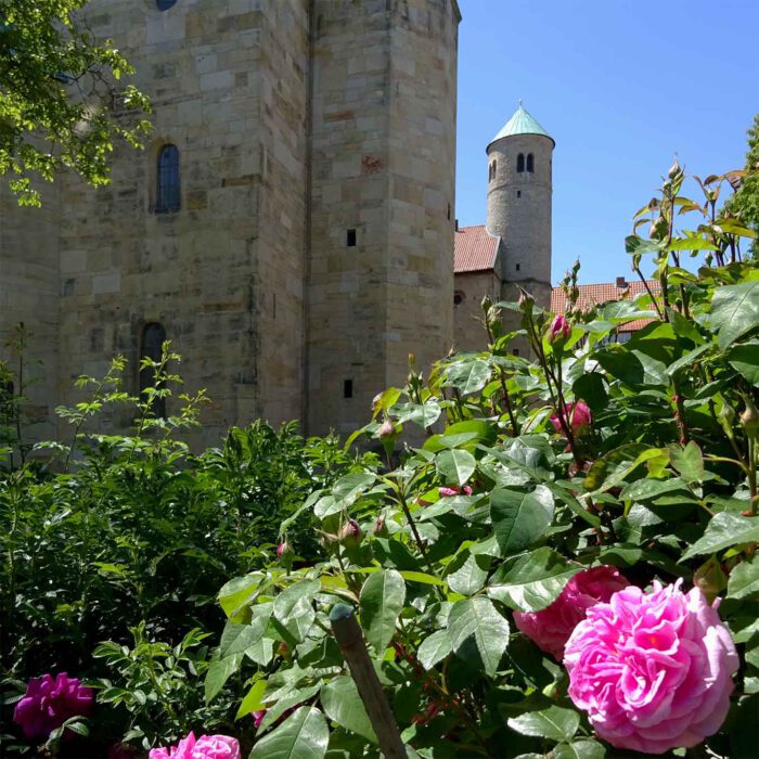 Rosa centifolia an der Michaeliskirche in Hildesheim.