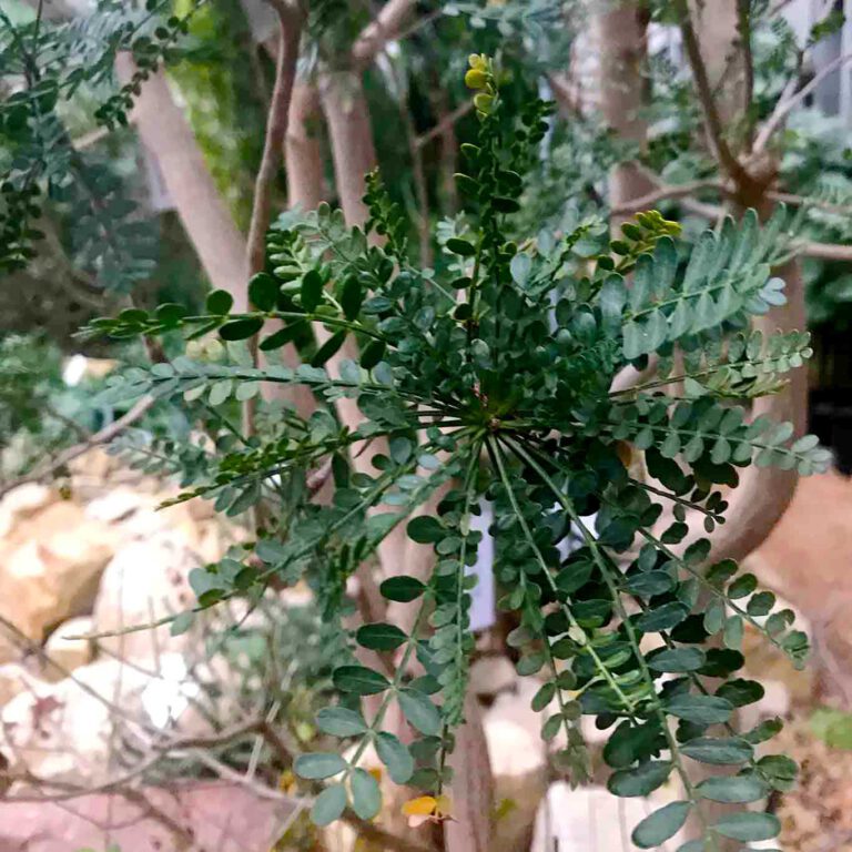 Arzneipflanze des Jahres 2021: Myrrhenbaum – Commiphora myrrha