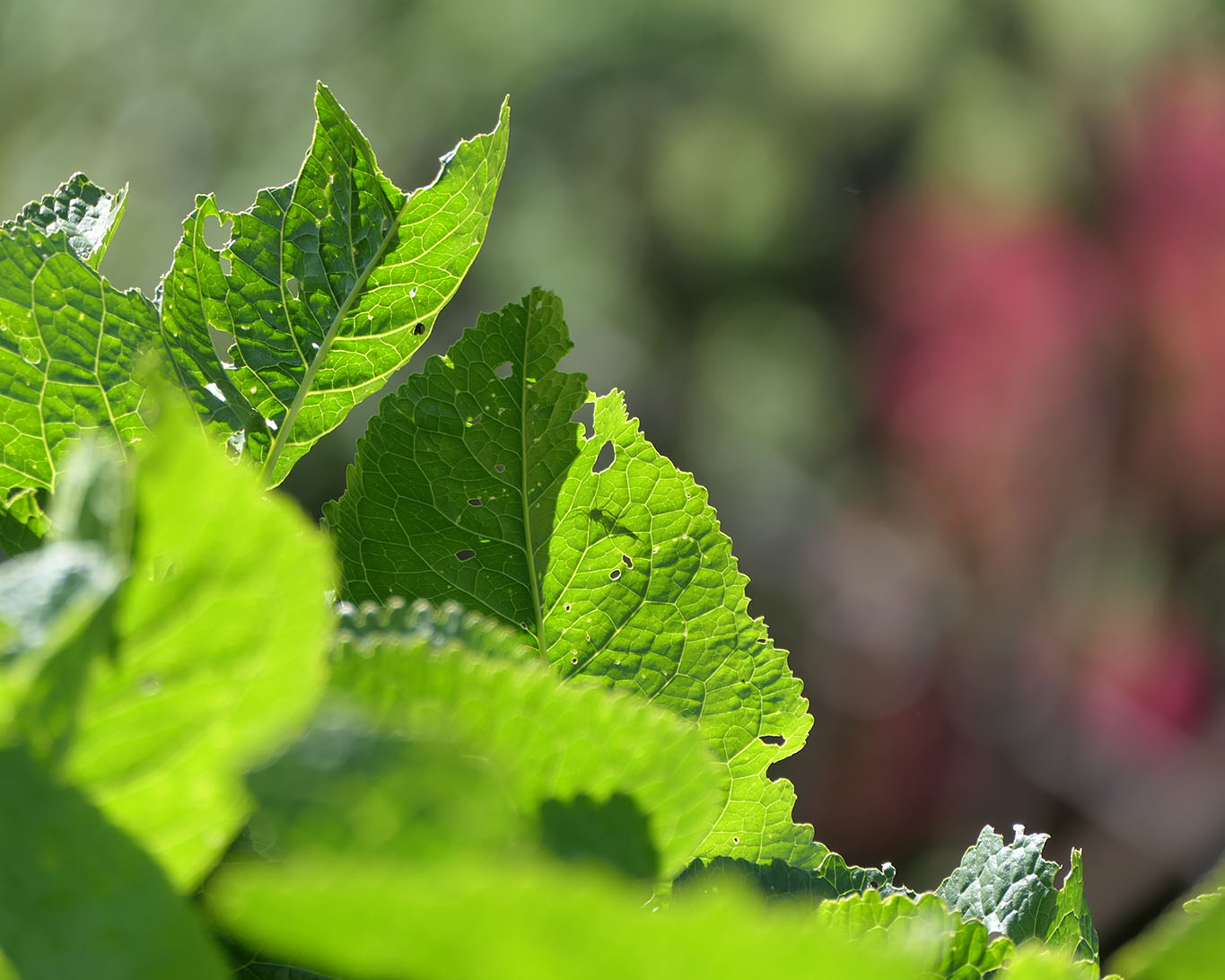 Meerrettichblätter im Klostergarten in Panschwitz Kuckau des Klsoters Sankt Marienstern.
