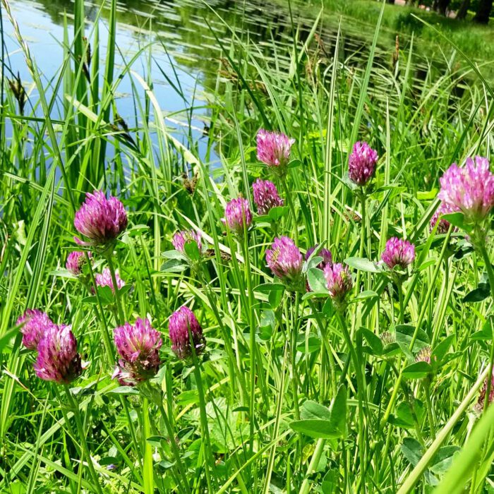 Der Rotklee ist seit Langem als Phytotherapeutikum für die Wechseljahre der Frau im Gespräch. Er enthält sogenannte Phytoöstrogene.