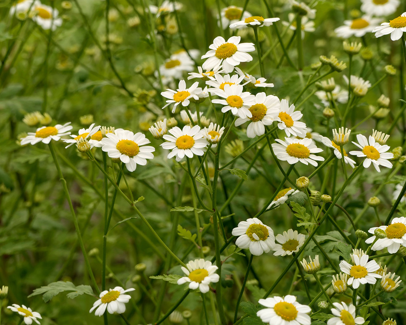 Blühendes Mutterkraut im Botanischen Garten der Goehte-Universität Frankfurt am neuen Campus Riedberg.